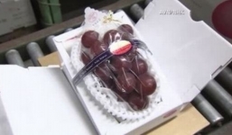 Nho 6,8 triệu đồng/quả, dưa hấu 66 triệu đại gia săn lùng